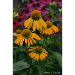 Jeżówka 'Golden Skipper'