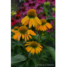 Jeżówka 'Golden Skipper'