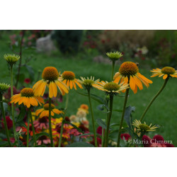 Jeżówka 'Golden Skipper'