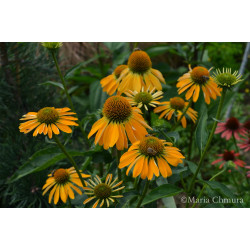 Jeżówka 'Golden Skipper'