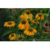 Jeżówka 'Golden Skipper'