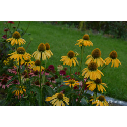 Jeżówka 'Golden Skipper'