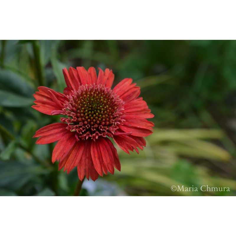 Jeżówka 'Prima Cinnamon'