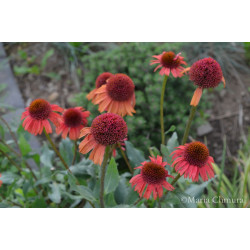 Jeżówka 'Prima Cinnamon'