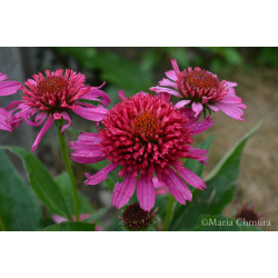 Jeżówka 'Papallo Semi Double Pink'