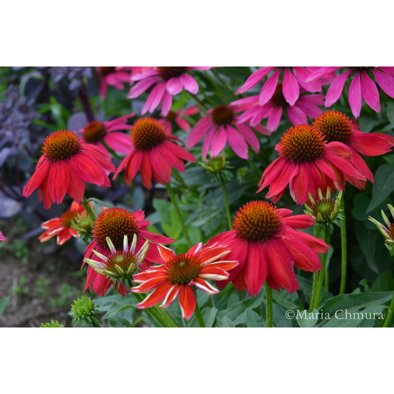 Jeżówka 'Lakota Red'