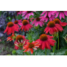 Jeżówka 'Lakota Red'