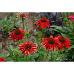 Jeżówka 'Lakota Red'