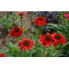 Jeżówka 'Lakota Red'