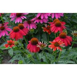 Jeżówka 'Lakota Red'