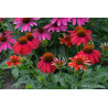 Jeżówka 'Lakota Red'