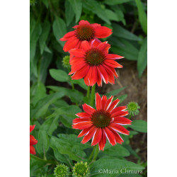 Jeżówka 'Lakota Red'