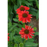 Jeżówka 'Lakota Red'