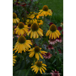 Jeżówka 'Golden Skipper'