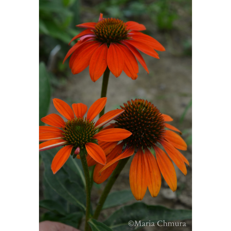 Jeżówka 'Lacota Orange'