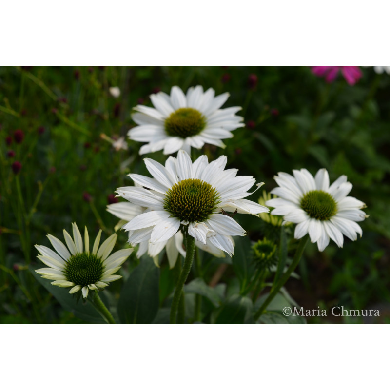 Jeżówka 'Kismet White'
