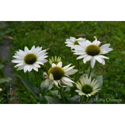 Jeżówka 'Kismet White'