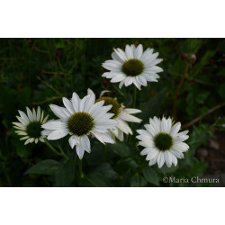 Jeżówka 'Kismet White'