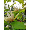 Magnolia 'Sun Sprite'