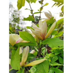 Magnolia 'Sun Sprite'