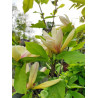 Magnolia 'Sun Sprite'