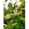 Magnolia 'Sun Sprite'