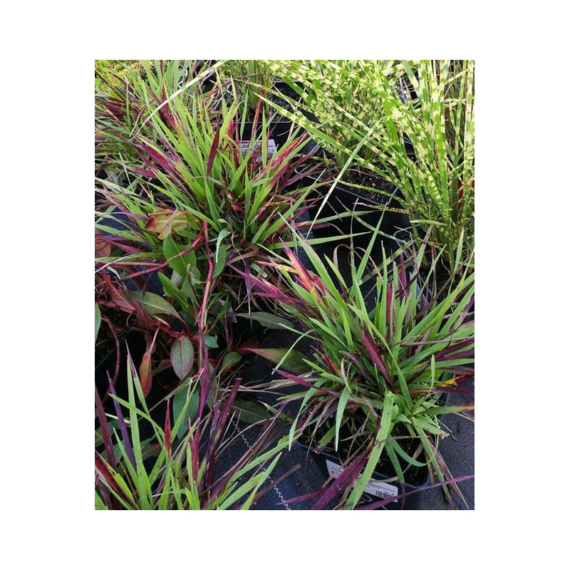 Drżączka średnia 'Limouzi'