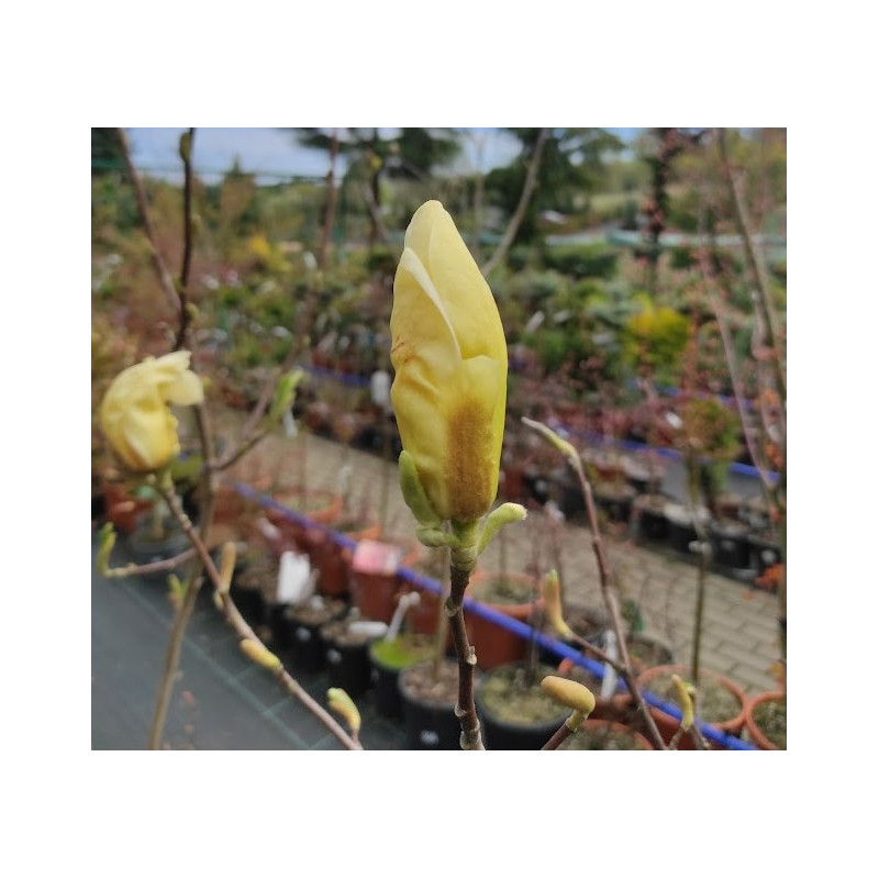 Magnolia 'Yellow Lantern'