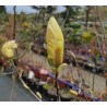 Magnolia 'Yellow Lantern'