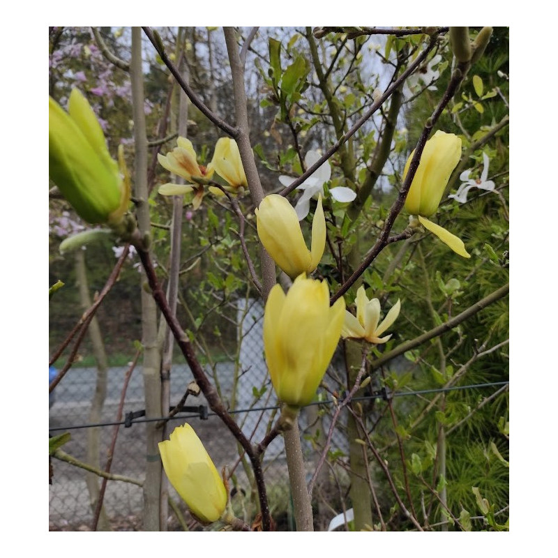 Magnolia 'Butterflies'