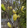 Magnolia 'Butterflies'