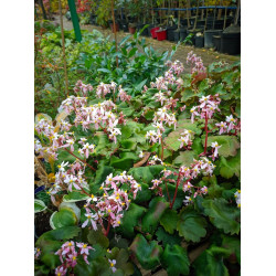 Skalnica Fortunea 'Sibyll Trelawney'