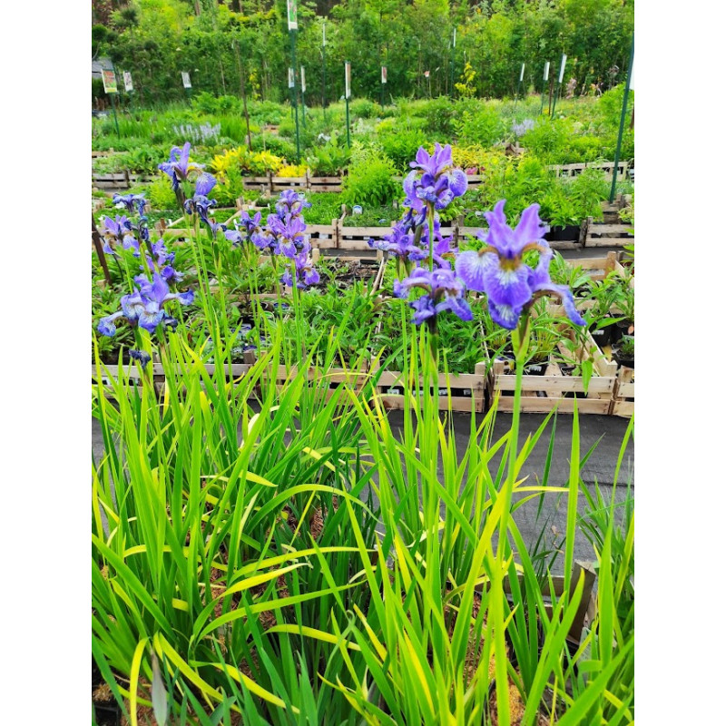 Kosaciec (irys) 'Fran's Gold'