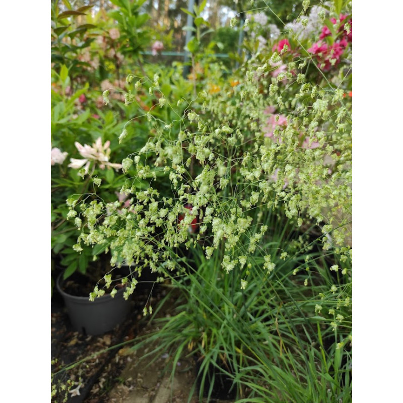 Drżączka średnia 'Golden Bee'