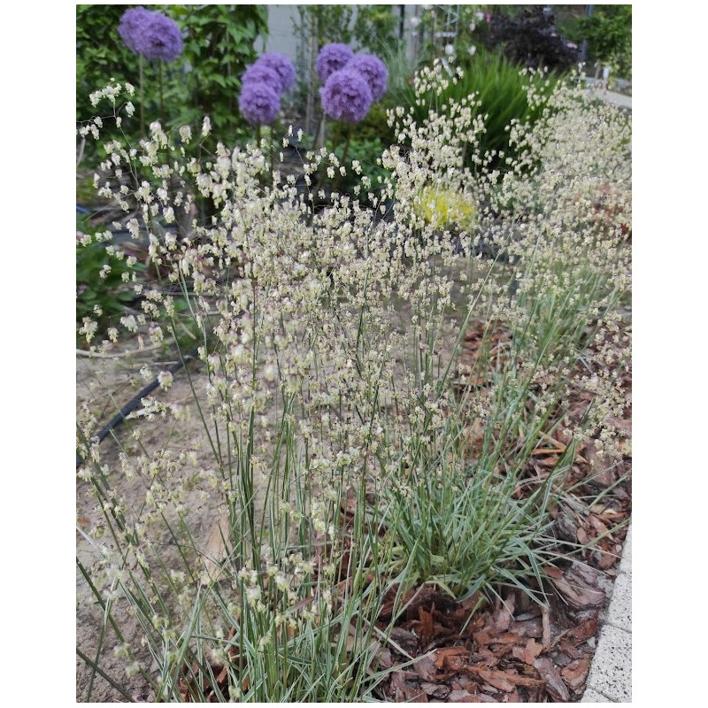 Drżączka średnia 'Zitterzebra'