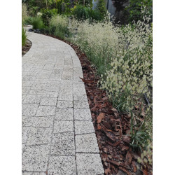 Drżączka średnia 'Zitterzebra'