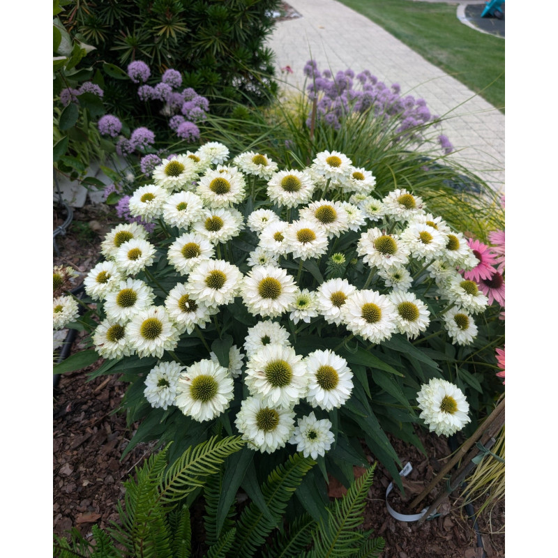 Jeżówka ' Sunseekers White Perfection'