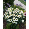 Jeżówka ' Sunseekers White Perfection'