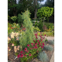 Sosna wejmutka 'Angel Falls'