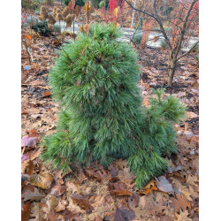 Sosna wejmutka 'Niagara Falls'