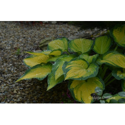 Funkia 'Orange Marmalade'