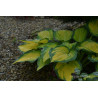 Funkia 'Orange Marmalade'