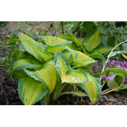 Funkia 'Orange Marmalade'