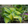 Funkia 'Orange Marmalade'